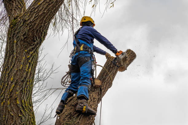 The Steps Involved in Our Tree Care Process in Leachville, AR